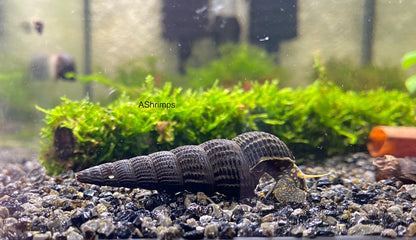 Tylomelania Yellow Spot