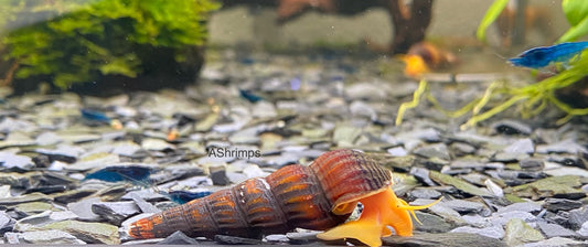 Tylomelania Golden