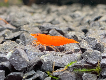 Orange Sakura