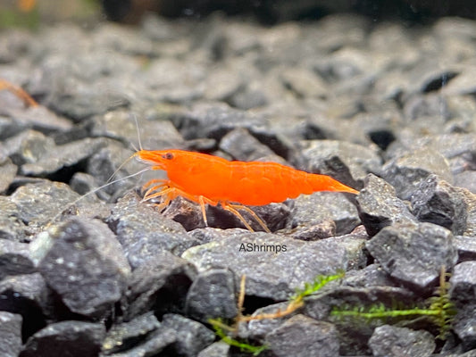 Orange Sakura