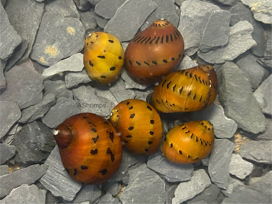 Neritina Orange Track