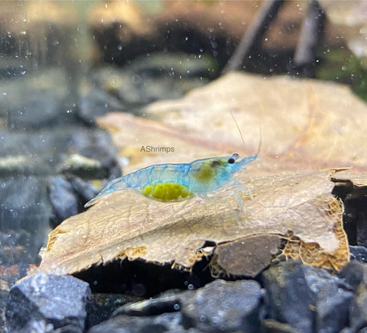 Blue Jelly
