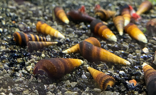 Faunus sp. Cappuccino