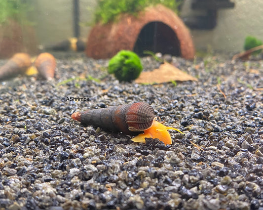 Tylomelania Golden