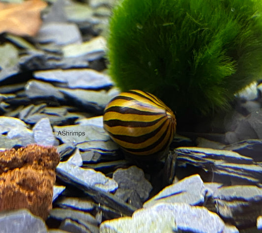 Neritina Zebra