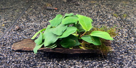Anubias op driftwood