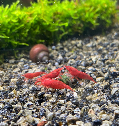 Bloody Mary