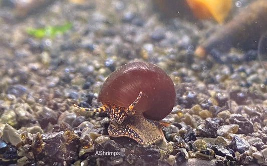 Notopala sp. Blue Berry