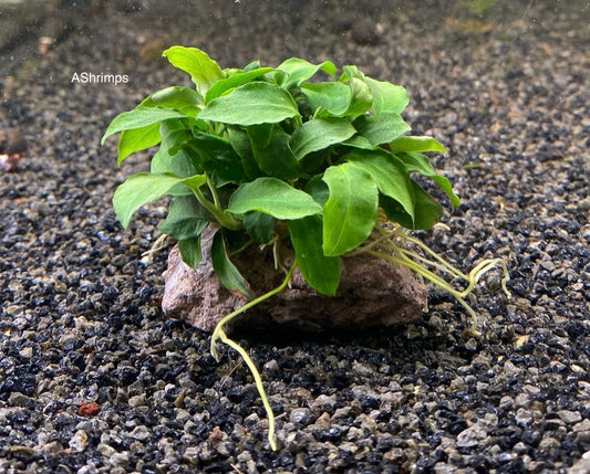 Anubias op lavasteen