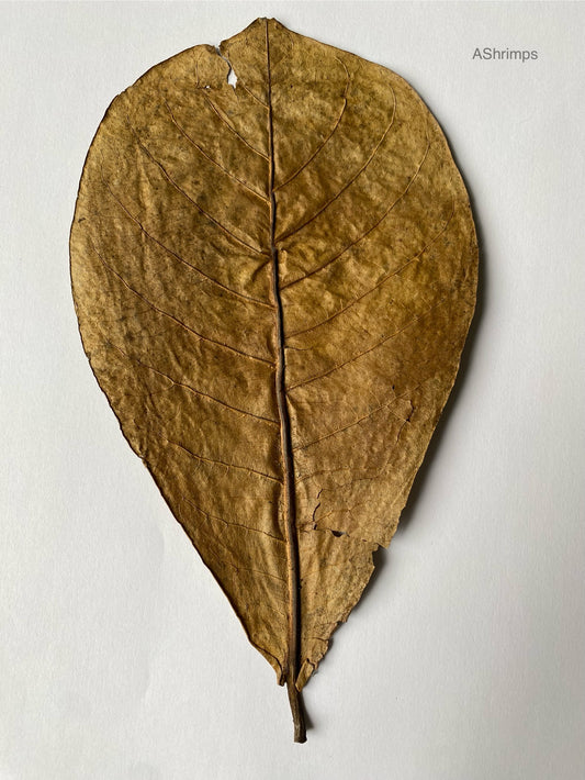 Catappa blad 20-25cm