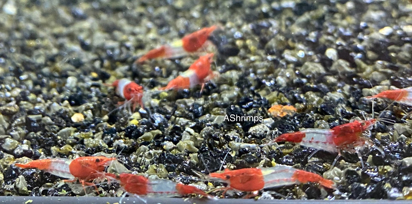Red Rili