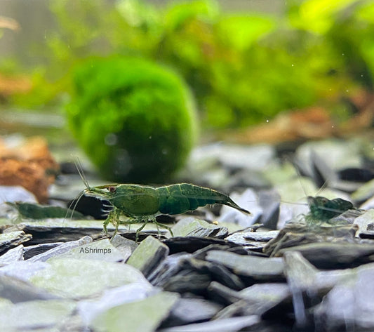 Green Jade