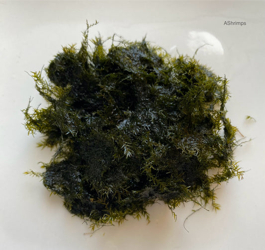 Fissidens Fontanus 50cc