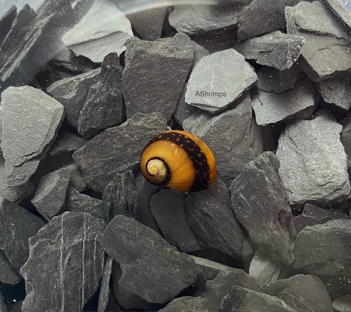 Neritina Waigiensis 1