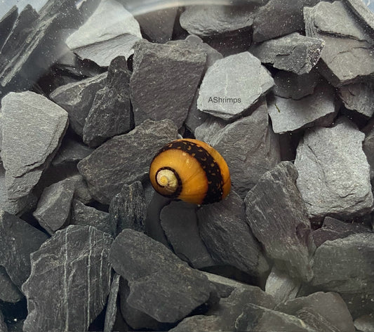 Neritina Waigiensis 1
