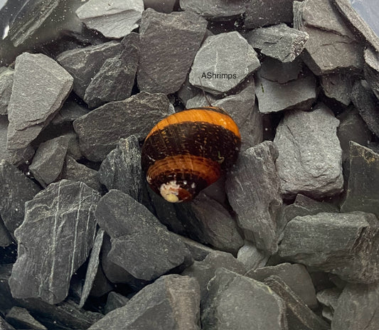 Neritina Waigiensis 2