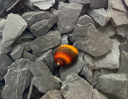 Neritina Waigiensis 3