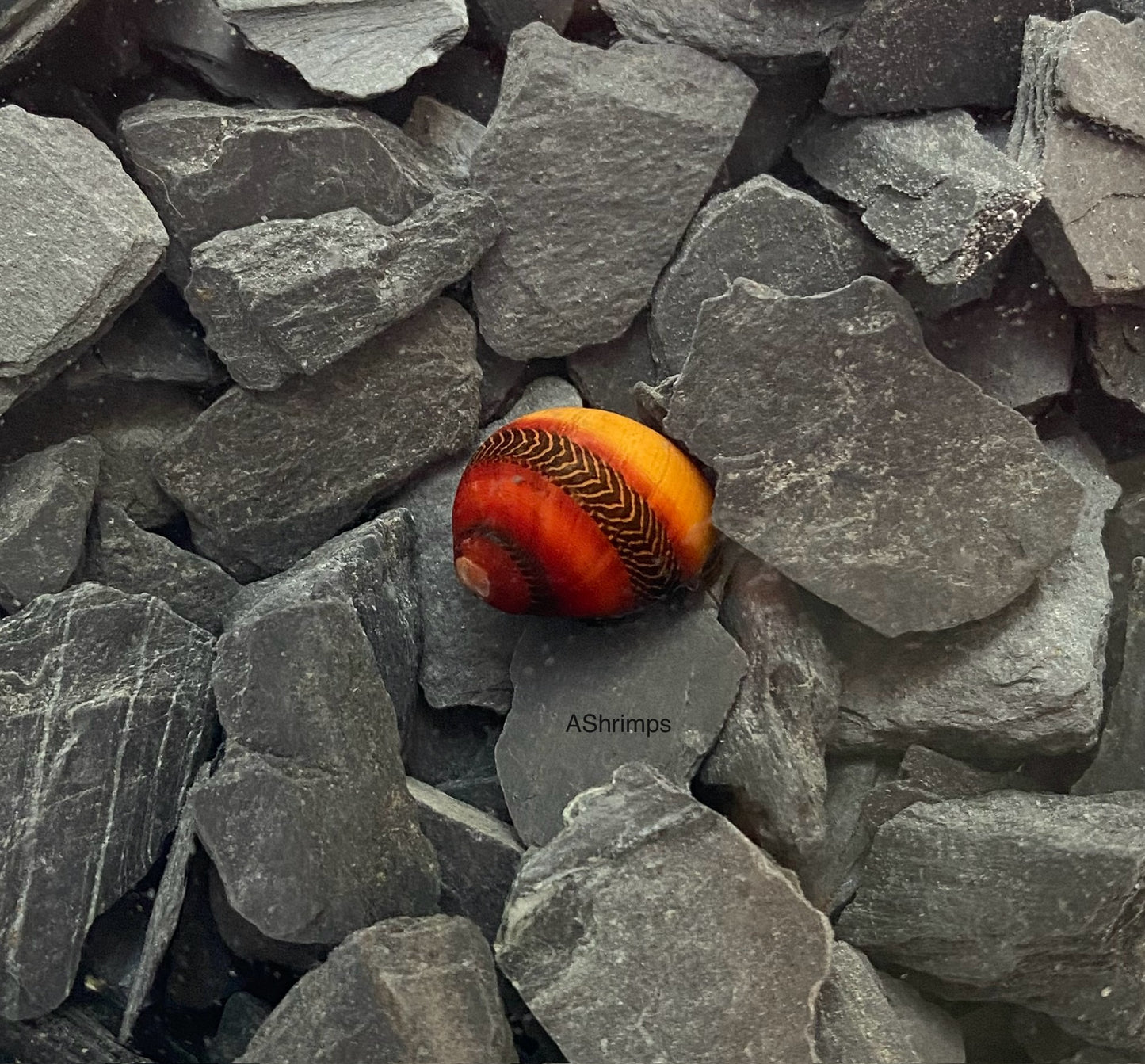 Neritina Waigiensis 4