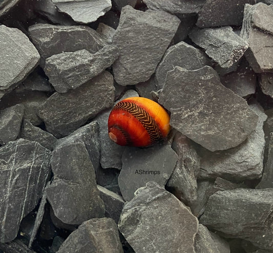 Neritina Waigiensis 4