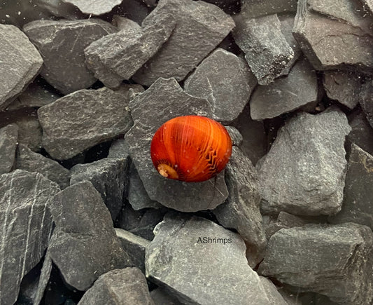 Neritina Waigiensis 5