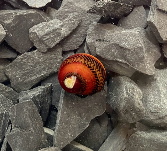 Neritina Waigiensis 6