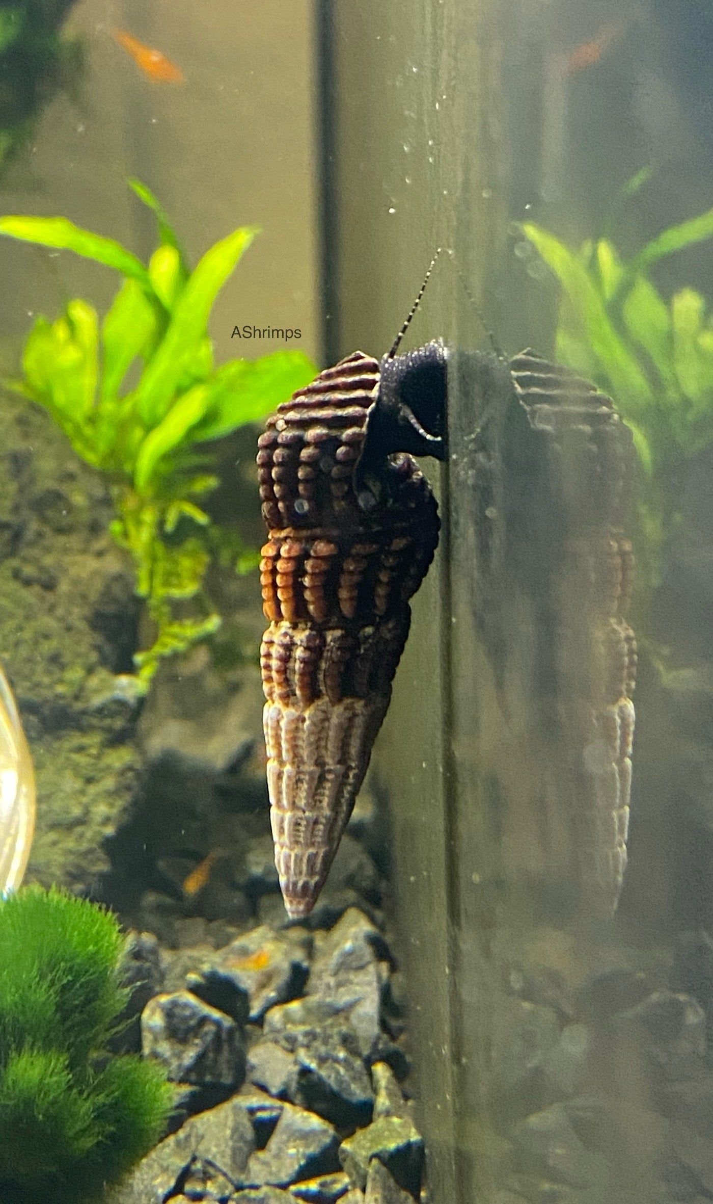 Tylomelania Patriarchalis