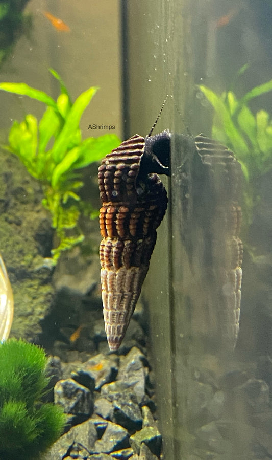 Tylomelania Patriarchalis