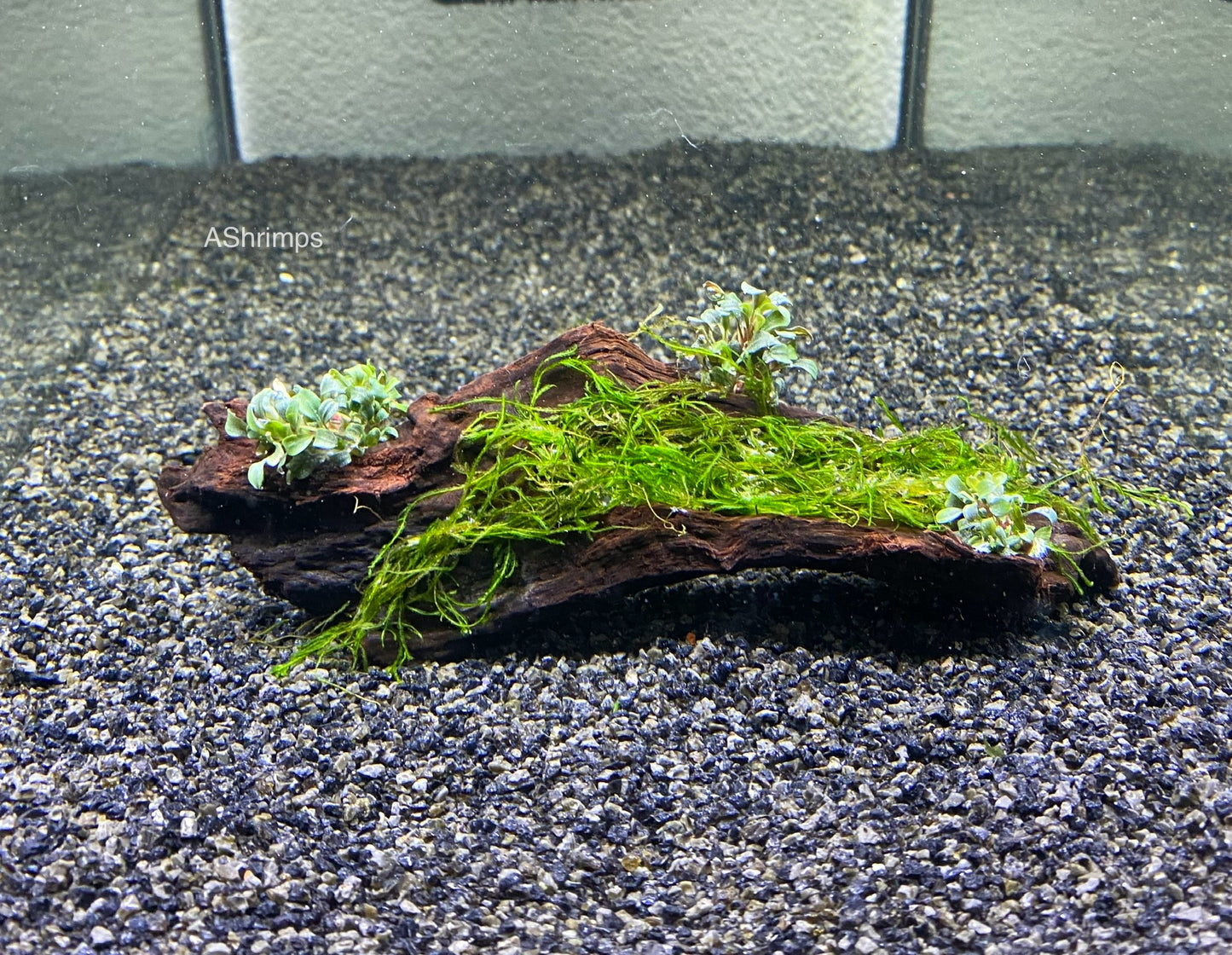 Driftwood met Bucephalandra en Christmas mos