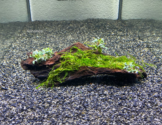 Driftwood met Bucephalandra en Christmas mos