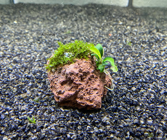Lavasteen met Bucephalandra en Koraal mos
