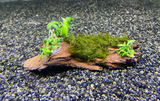Driftwood met Bucephalandra en Fissidens Fontanus