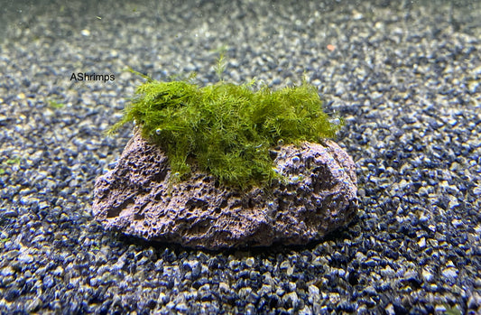 Lavasteen met Fissidens Fontanus