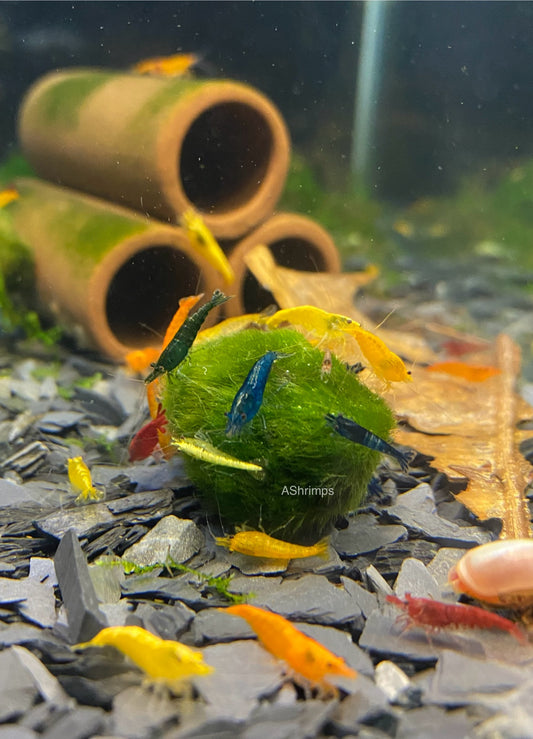 Kleurrijke mix!