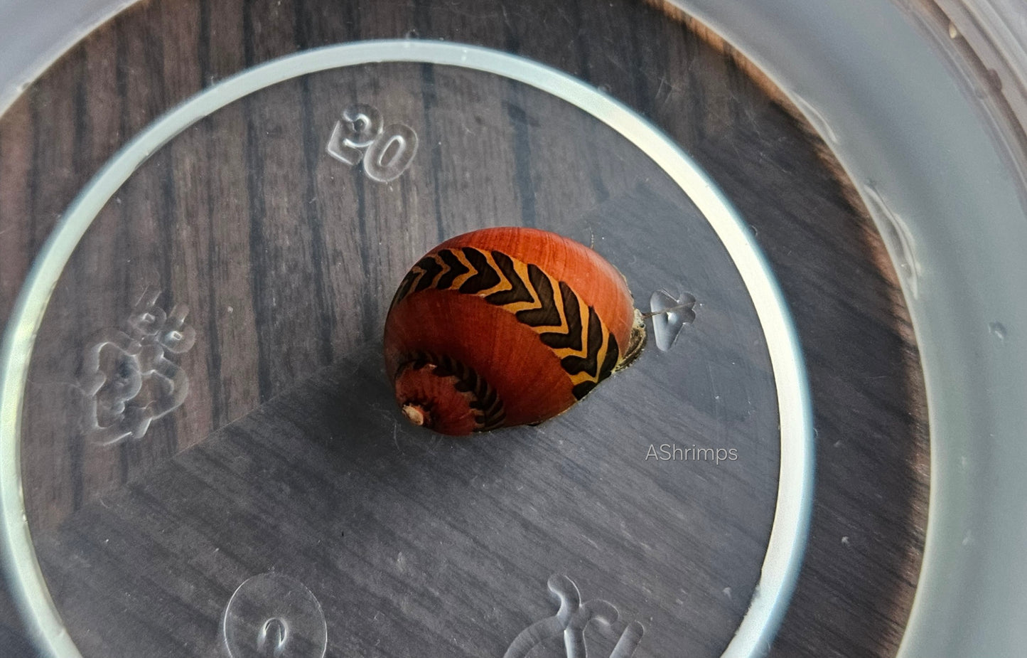 Neritina Waigiensis 7