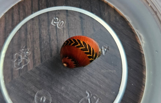 Neritina Waigiensis 7