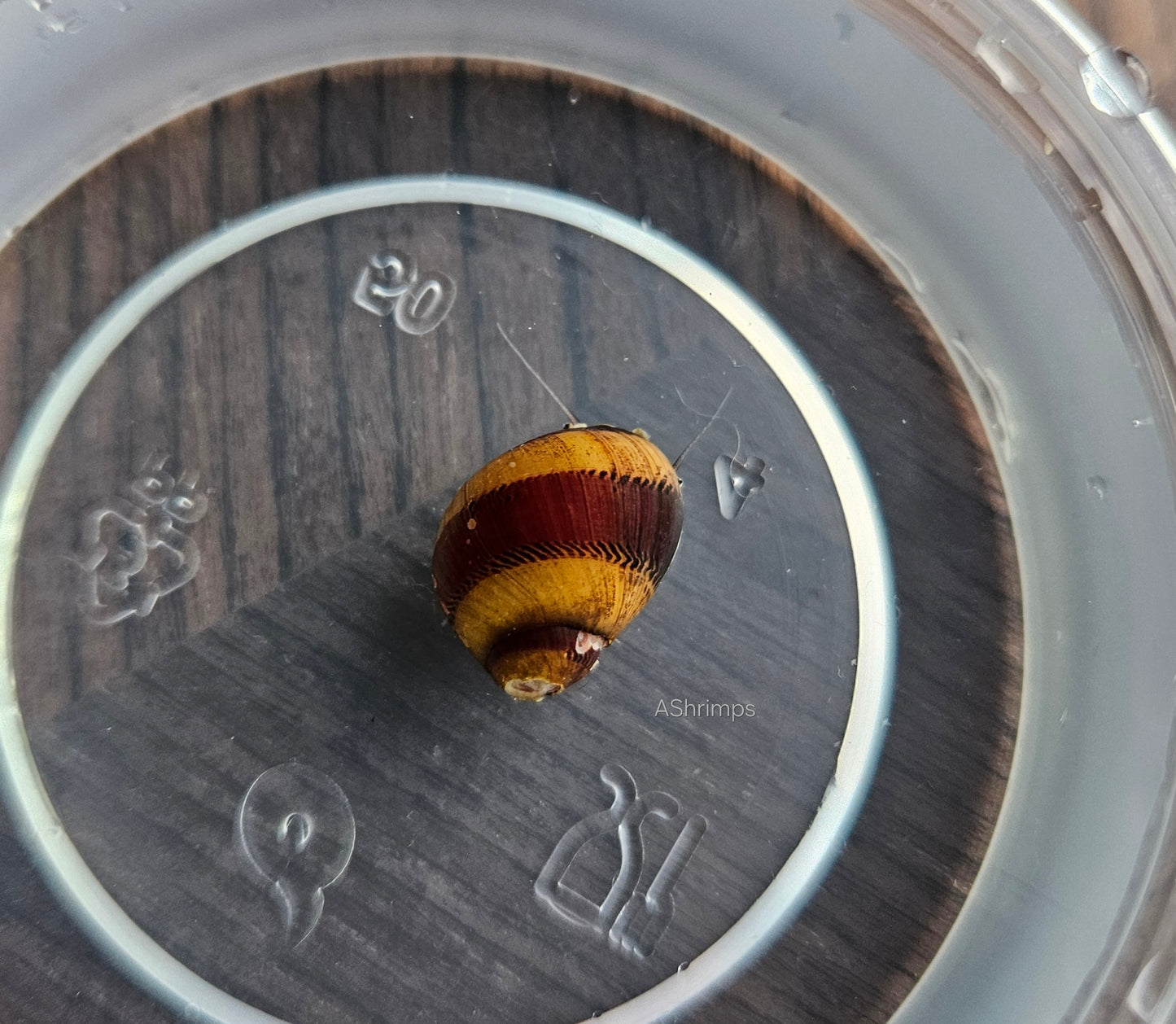 Neritina Waigiensis 8