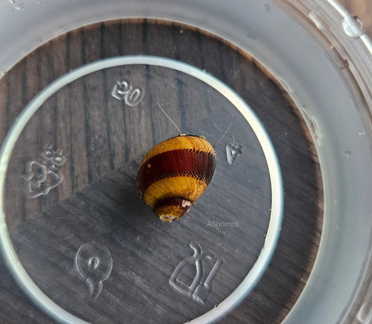 Neritina Waigiensis 8