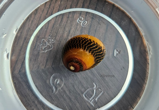 Neritina Waigiensis 5