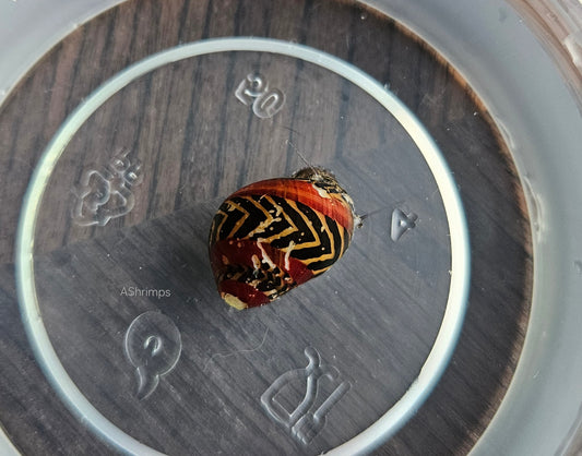 Neritina Waigiensis 9