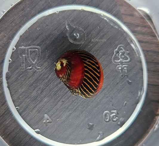 Neritina Waigiensis 2