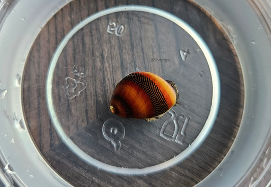 Neritina Waigiensis 4