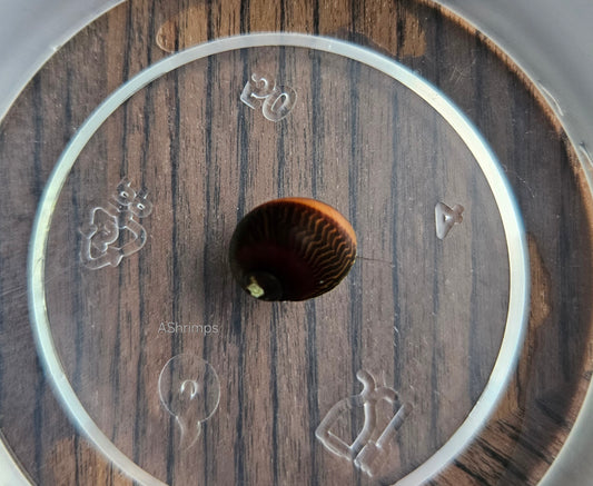 Neritina Waigiensis 10